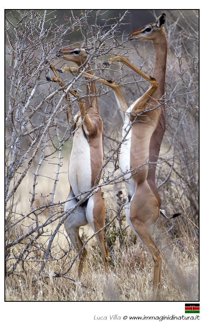 Gazzella giraffa - Litocranius walleri